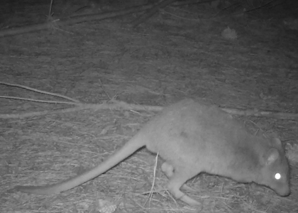 Eastern Bettong